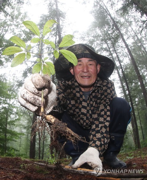 한국명품산삼 이미지