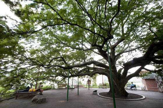 현풍휴게소에는 500살 넘은 느티나무가 있다.