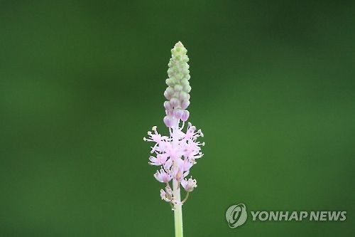 무릇 이미지
