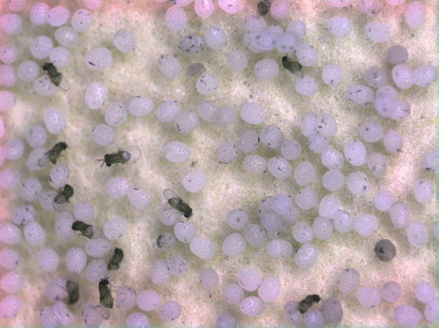 기생벌의 일종인 '알좀벌'을 현미경으로 관찰한 모습. 볼바키아에 감염된 기생벌은 수정되지 않은 알이 암컷으로 태어나는 '단위생식'을 한다. 국립생태원 제공