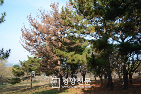 소나무수산 이미지