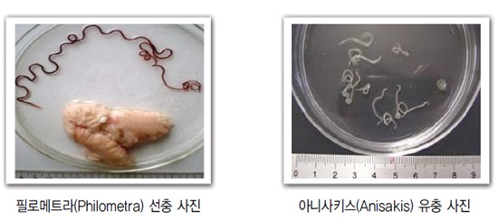 고래식품 이미지