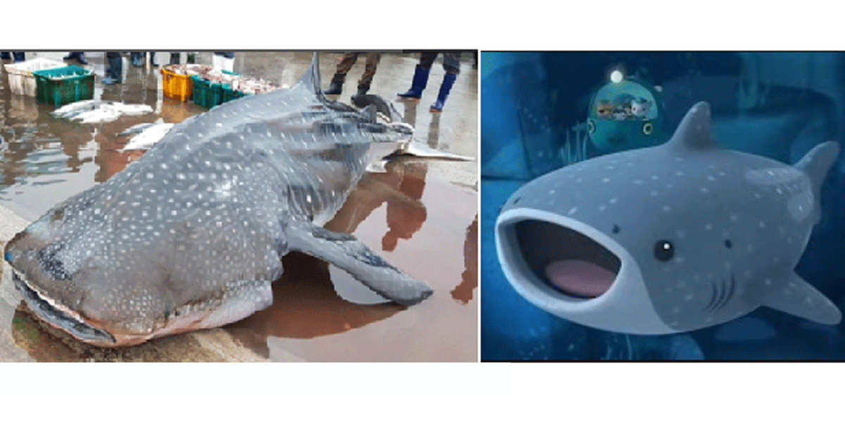 동해해양경찰서는 지난 19일 오전 10시께 강원 삼척항 동방 4마일 해상에서 정치망 그물에 걸린 고래상어 1마리를 바다로 돌려보냈다고 밝혔다. 해경이 삼척항내를 순찰 하던 중 어선 D호(15톤)의 갑판 위에 고래상어를 발견해 불법 포획 흔적을 확인 중 숨을 쉬고 있는 것을 확인, D호를 타고 나가 바다로 돌려보냈다.[연합뉴스], 오른쪽은 애니메이션 '바다탐험대-옥토넛'에 나오는 고래상어[사진 디즈니]
