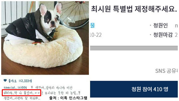 벅시 이미지