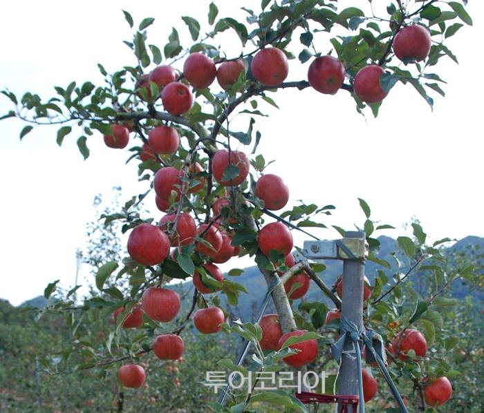 명품도깨비 이미지