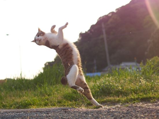 바람난고양이 이미지