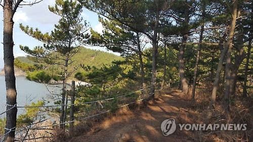 솔향기 이미지
