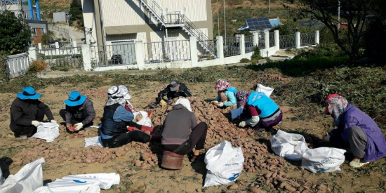 남면옥수수 이미지