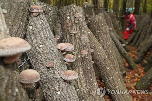 영농조합법인한라표고 이미지