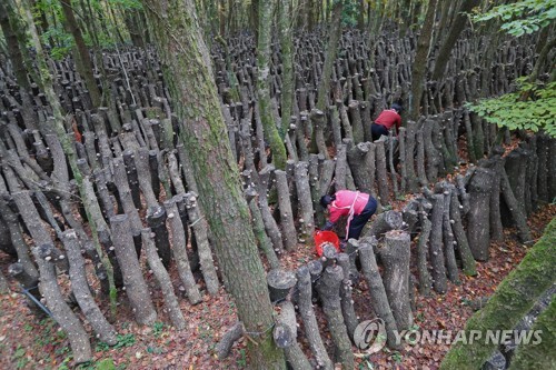 영농조합법인한라표고 이미지