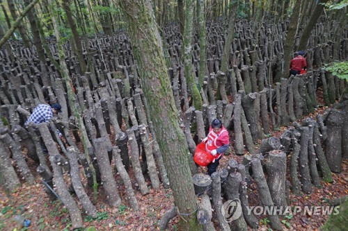 영농조합법인한라표고 이미지