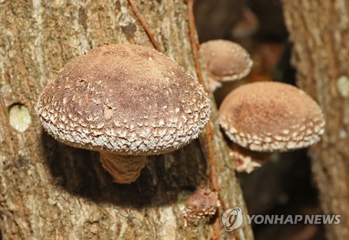 영농조합법인한라표고 이미지