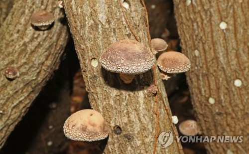 영농조합법인한라표고 이미지