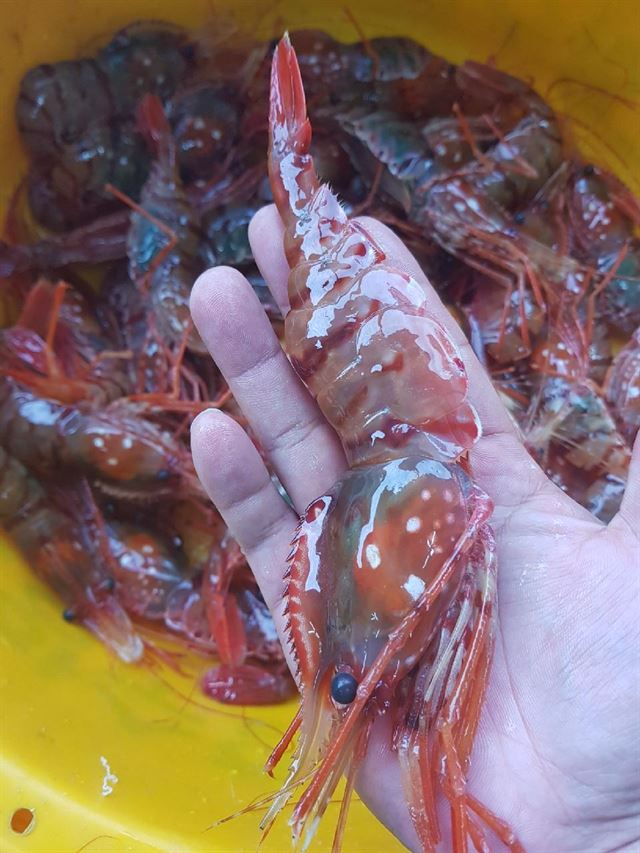 천금호 이미지