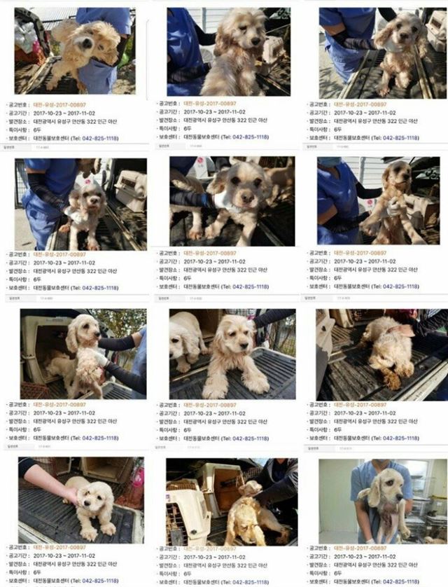 벨라지다 이미지