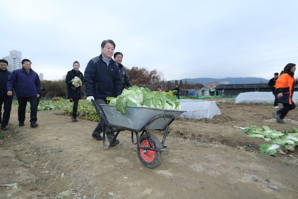 안철수 대표가 17일 오후 서울 암사동 텃밭에서 수확한 배추를 수레로 운반하고 있다. 박종근 기자