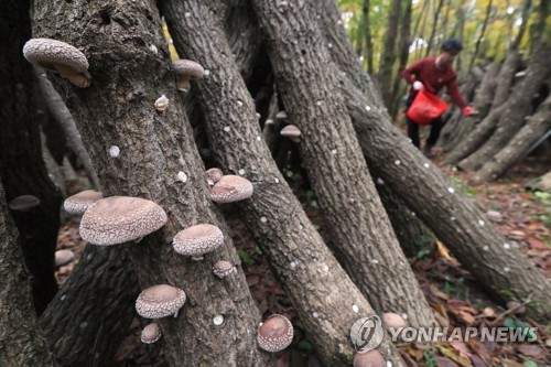 영농조합법인한라표고 이미지