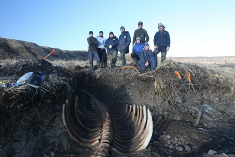 러시아 코만도르스키예 제도 자연보호구역 관계자 8명이 스텔러바다소의 골격을 4시간 만에 발굴했다. 코만도르스키예 제도 자연보호구역 관리사무소 제공.
