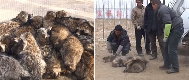 사람들이 라쿤 모피가 어떻게 생산되는지 알아보았으면 좋겠다. 이후의 선택은 자기 몫이다. 동물보호단체 페타 (PETA) 유튜브 영상 캡처