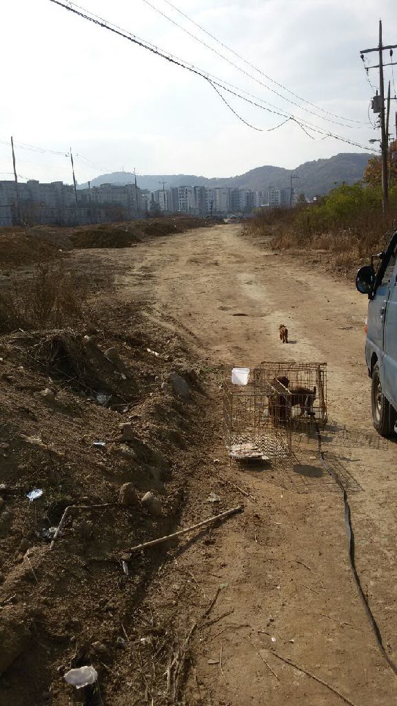 위험한 중장비가 오가던 길목에서 포획한 푸들은 스무여 마리 중 여덟 마리였다. 다른 푸들들은 어디로 갔을까?