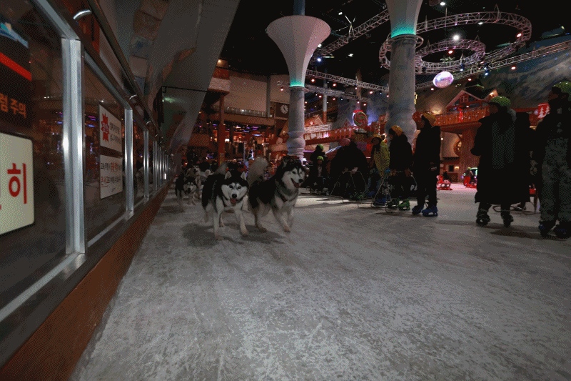 경기도 고양시 원마운트 스노우파크에서 개썰매가 힘차게 출발하고 있다. 임현동 기자