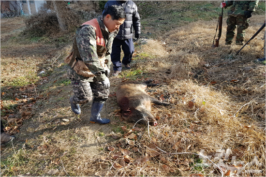 교동멧돼지 이미지