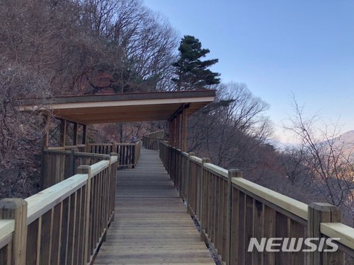참나무 숲길 이미지