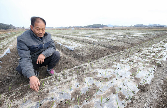 지난 16일 전남 무안군 몽탄면에서 양파 농사를 짓는 김덕형(56)씨가 최저임금 인상 여파로 수확철 인부들의 임금이 크게 오를 것을 우려하며 양파밭을 살펴보고 있다. 프리랜서 장정필
