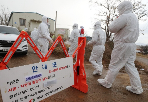 전남 영암지역에서 AI 방역활동이 전개되고 있다. 연합