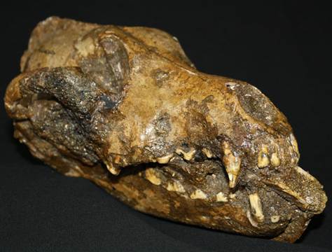매머드 뼈를 물고 있는 개 두개골 화석 [중앙포토]