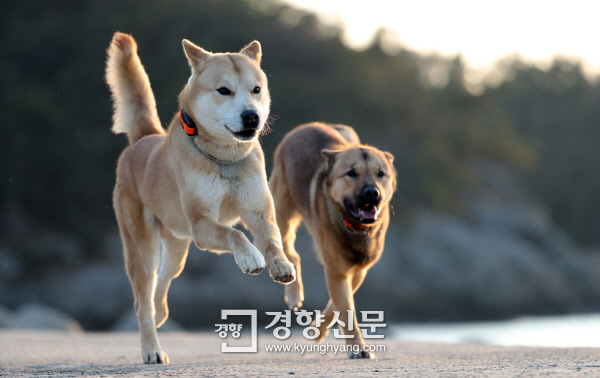 황금축산 이미지