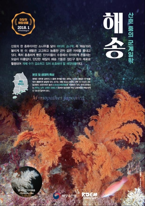 해송 이미지