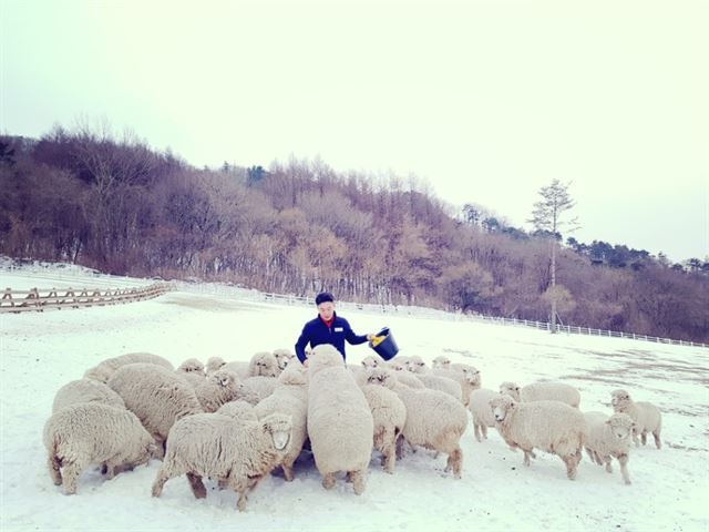 하늘목장 관리인인 이태훈씨가 4일 눈밭 위에서 양떼들에게 먹이를 주고 있다. 이태훈씨 제공