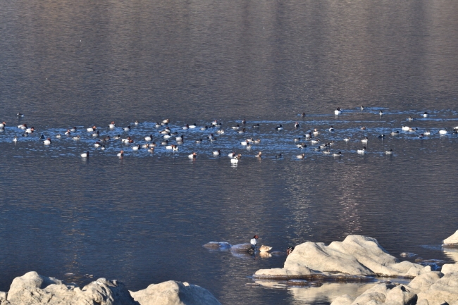 물 위에 모여있는 잠수성 오리인 흰죽지, 흰꼬리수리의 사냥감으로 많이 희생된다.