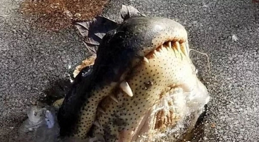 20180109152605456ajwl.jpg