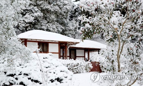 천리포 수목원의 겨울 풍경 (태안=연합뉴스) 충남 태안의 공익재단법인 천리포수목원에 10일 새벽 8㎝가량의 눈이 내리면서 색다른 겨울 풍경을 연출하고 있다. 붉은 애기동백과 황금매화로도 불리는 노란 납매꽃, 성탄카드에 자주 등장하는 빨간 호랑가시나무가 밤새 내린 눈과 어우러진 모습에 수목원을 찾은 관광객들은 탄성을 자아내고 있다. 2018.1.10 [태안군 제공=연합뉴스]      min365@yna.co.kr
