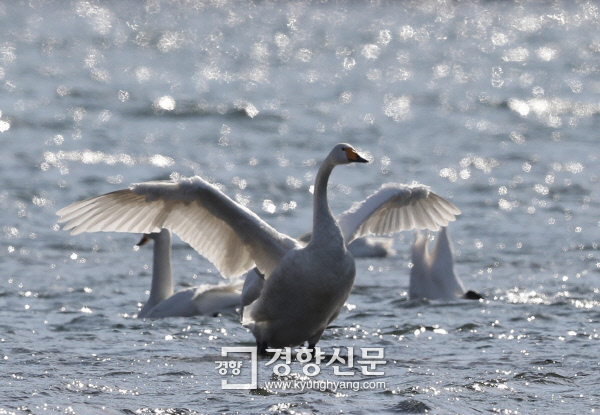 큰고니 한 마리가 팔당대교 인근 한강 위에서 날갯짓을 하고 있다. /강윤중 기자