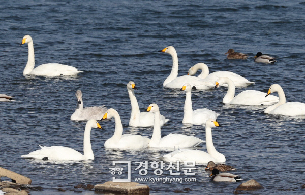 유유히 떠다니는 큰고니 무리. /강윤중 기자