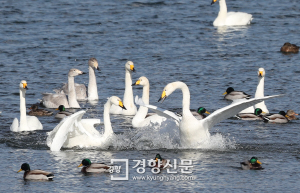 날갯짓 하는 큰고니. /강윤중 기자