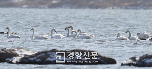 팔당대교 아래 한강에서 먹이 찾는 큰고니 무리. /강윤중 기자