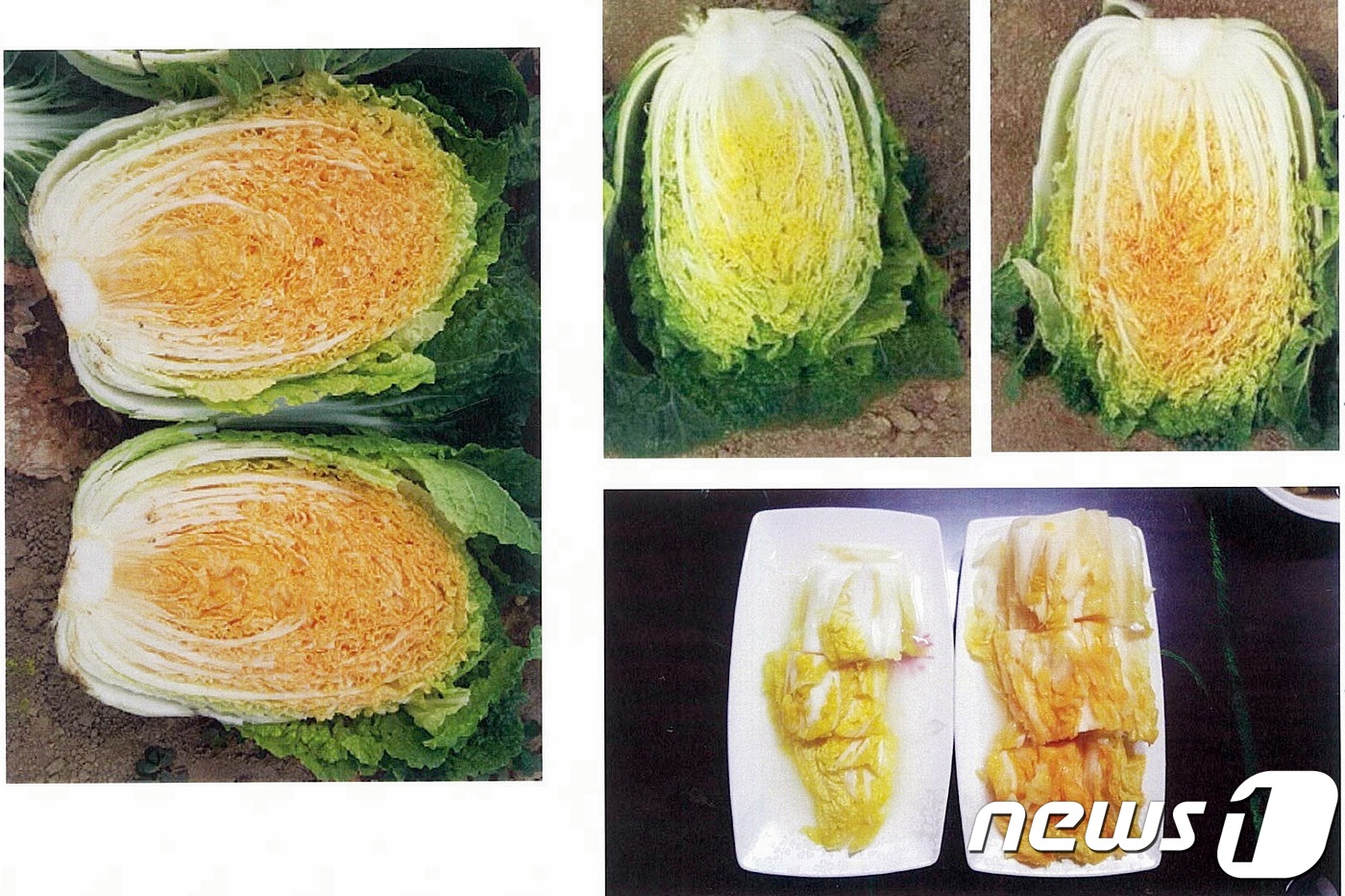 한국농약씨앗 이미지