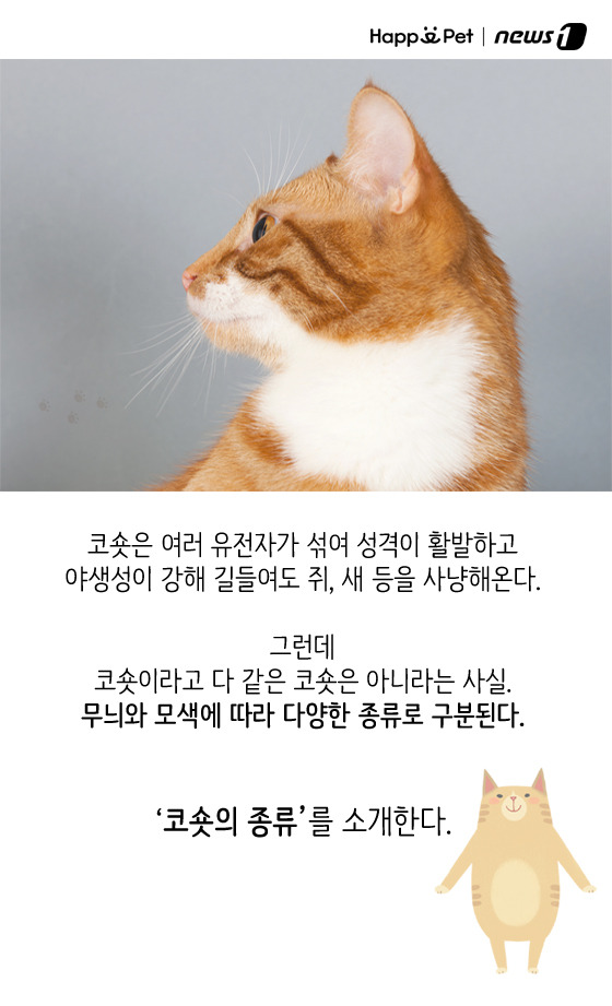 올어바웃펫 이미지
