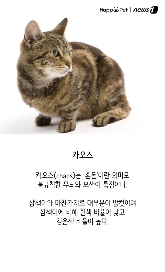 올어바웃펫 이미지