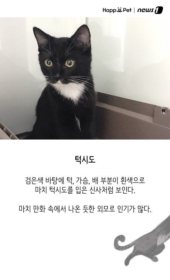 올어바웃펫 이미지