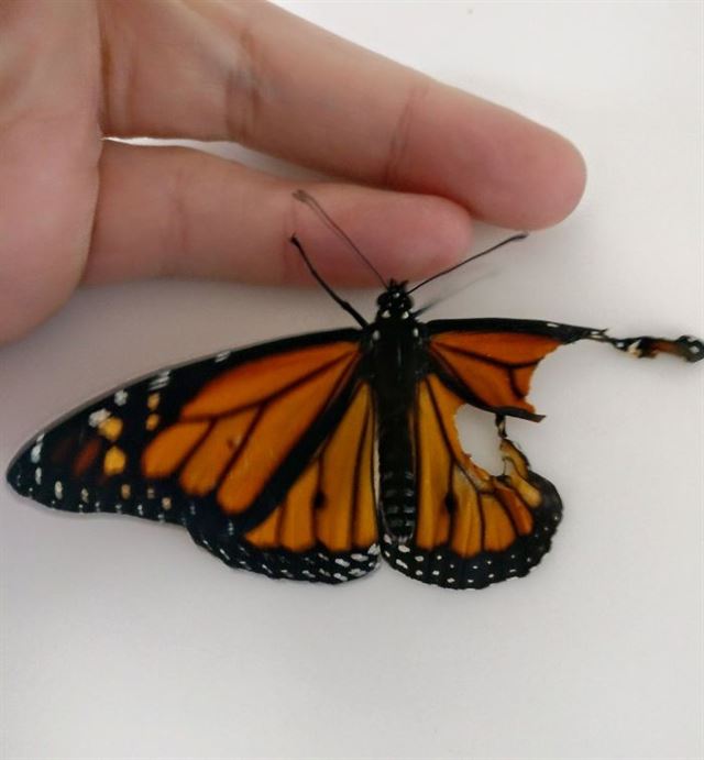 날개가 손상된 나비를 발견한 로미 맥클로스키 씨는 나비에게 새로운 날개를 달아주기로 마음먹었다. 로미 맥클로스키 페이스북