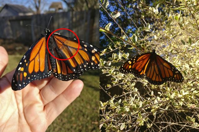 수술을 마친 나비의 모습. 무늬가 완전히 일치하지는 않지만 나비는 수술 뒤 성공적으로 날아올랐다. 로미 맥클로스키 페이스북