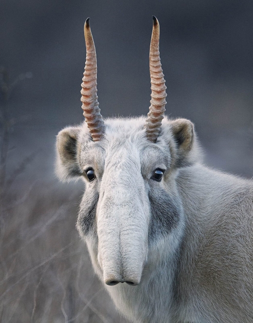 사이가산양 분류: 심각한 위기종(CR·Critically endangered) 분포 : 카자흐스탄, 러시아