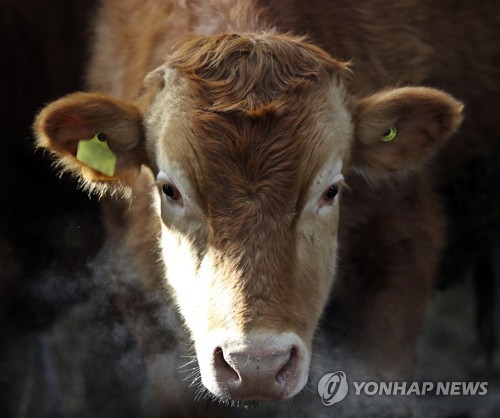 추위 속 입김 내뿜는 소 (청주=연합뉴스) 이승민 기자 = 충북에 한파경보가 발효한 24일 오전 청주시 서원구의 한 축사에 소가 입김을 내뿜고 있다. 2018.1.24 logos@yna.co.kr