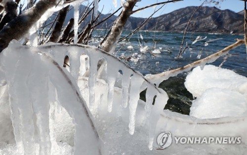 겨울강이 만든 고드름 (춘천=연합뉴스) 이상학 기자 = 한파특보가 내려진 24일 강원 춘천시 의암호변 나무가 강추위에 고드름이 주렁주렁 매달려 있다. 2018.1.24 hak@yna.co.kr
