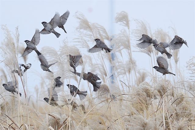 하늘공원 억새밭에서 참새떼가 먹이를 찾아 날아가고 있다.